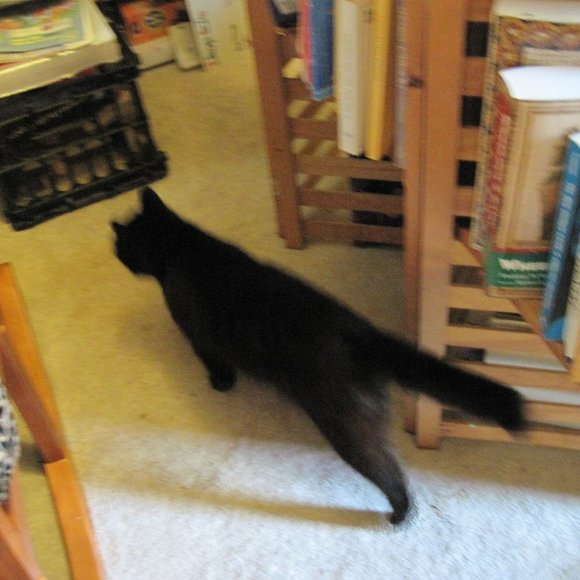 * Welcome to my Closet. Please Read! *  ~ Meet your Posher, Gina - Picture 10 of 16